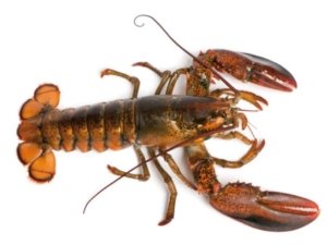 Guide des espèces : homard américain