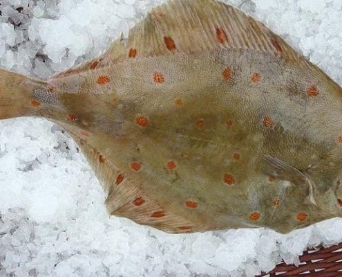 Photographie d'une plie sur de la glace