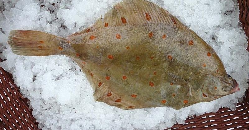 Photographie d'une plie sur de la glace