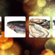 Consommation durable pour les fêtes de fin d'année : tourteau, saumon, huitre, homard