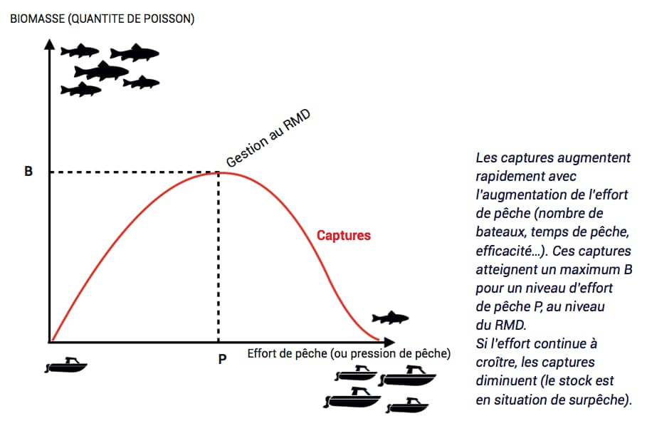 Graphique gestion stock halieutique : rendement maximum durable