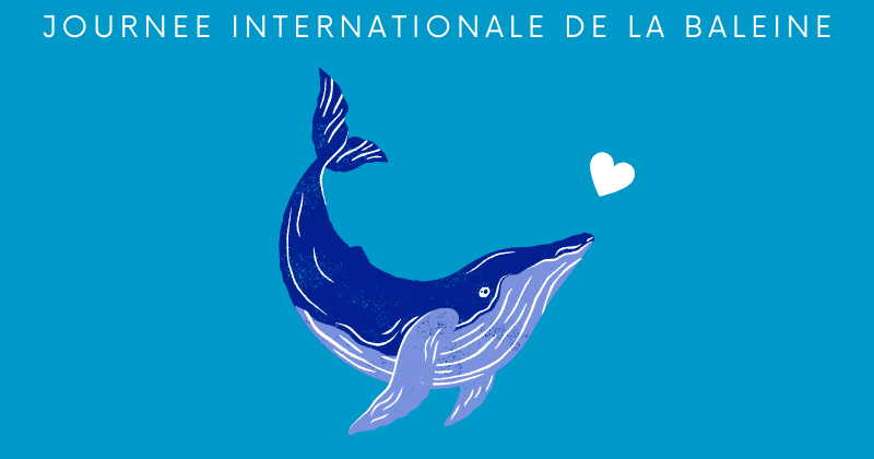 19 février : La journée internationale de la baleine