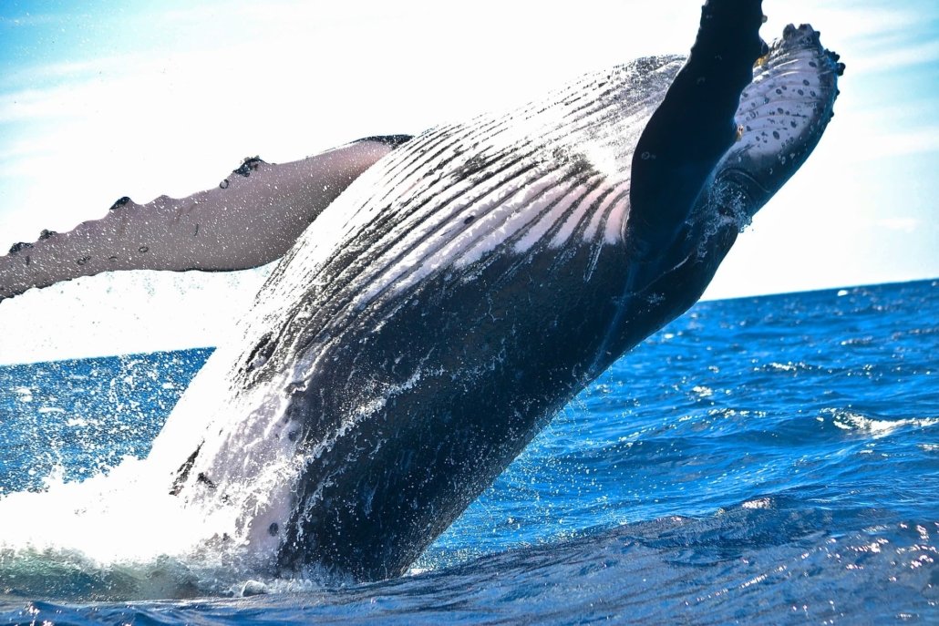 Un saut de baleine