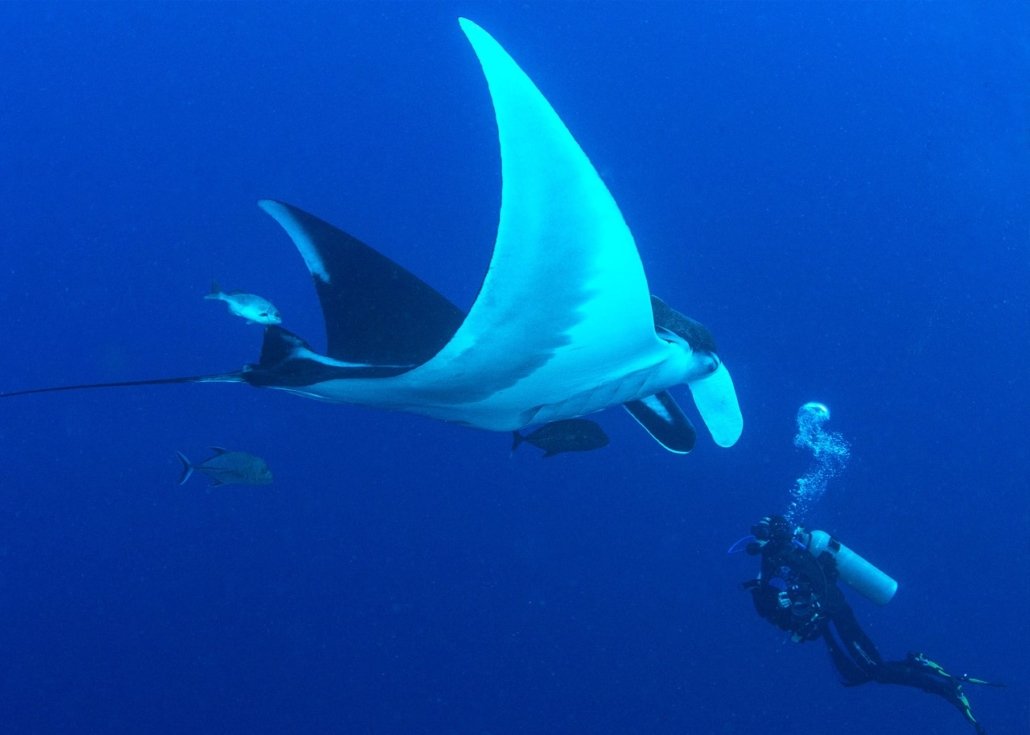 Plongée auprès d'une raie manta avec Liz Cunningham